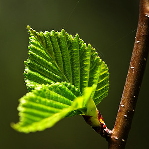 绿春叶植物静脉绿色植物发芽叶子环境榆树生态棕色季节图片