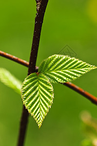 绿春叶植物分支机构环境树叶榆树季节静脉绿色植物宏观生长图片