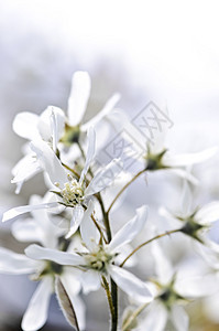 白色鲜花花树叶季节叶子花瓣植物群发芽宏观生长生活植物图片
