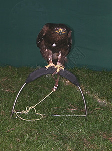 鹰绿色俱乐部荒野自由猎人捕食者眼睛竞赛野生动物猎物图片