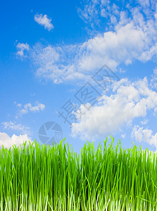 绿草 蓝天空活力植物草地白色生长天空土地地平线草皮牧场图片