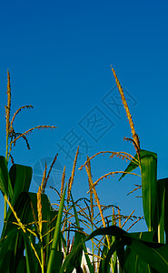 玉米卷耕作粮食食物农业阴谋收成生长母猪天空蓝色图片