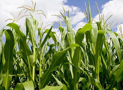 玉米粉丝蓝色农田耕作流苏栽培食物白色收成天空谷物图片