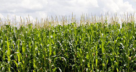 玉米田耕作绿色植物燃料农场谷物粮食白色生产面积图片