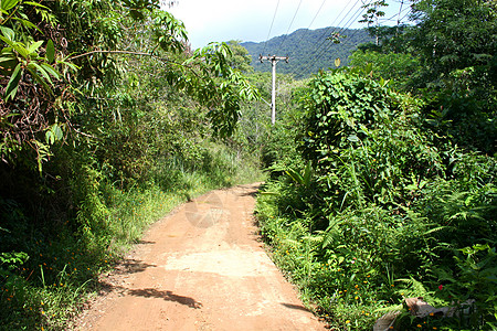 丛林路径热带小路植物人行道图片