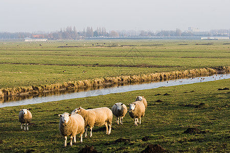 冬季荷兰小木童与绵羊的风景背景图片