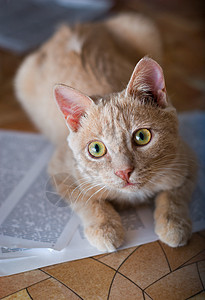 红小猫猫咪眼睛猫科动物白色粉色说谎宠物红色床单动物图片