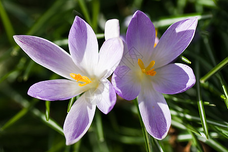 紫色和白春花灯泡植物阳光树叶宏观季节花朵花瓣黄色季节性图片