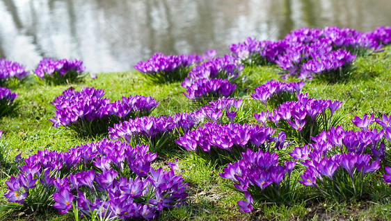 水边的紫花椰子图片