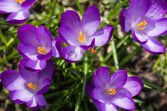 紫春曲目花瓣花园灯泡紫色季节季节性公园树叶植物黄色图片