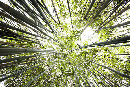 绿竹木森林为背景公园植物叶子闪光花园管道绿色丛林竹子热带图片