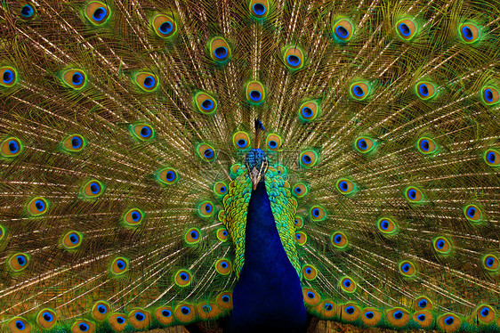 孔雀羽毛眼睛男性动物群美丽尾巴斑点伴侣野生动物蓝色图片