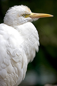 Egret 特写动物动物群水禽热带湿地翅膀鸟类荒野野生动物白色图片