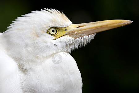 Egret 特写湿地羽毛热带水禽鸟类动物群荒野水鸟野生动物动物图片