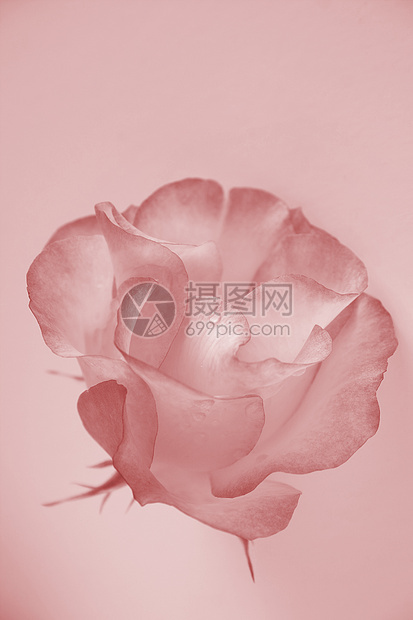 精细的玫瑰礼物标签中心野玫瑰植物群生日墙纸图片
