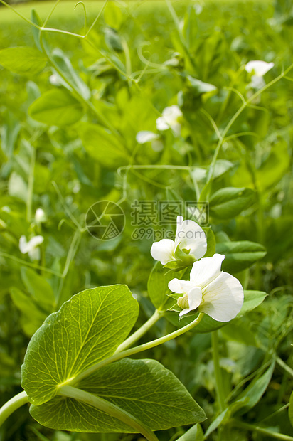 花皮开花图片