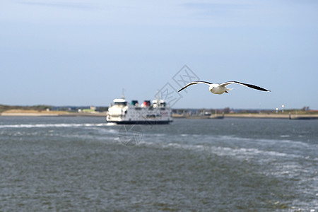 海鸥羽毛蓝色荒野翅膀渡船海洋野生动物天空海岸航班图片