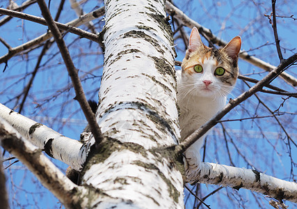 树上有猫猫科动物动物电镀挑战眼睛猫咪小猫天空打猎猎人图片