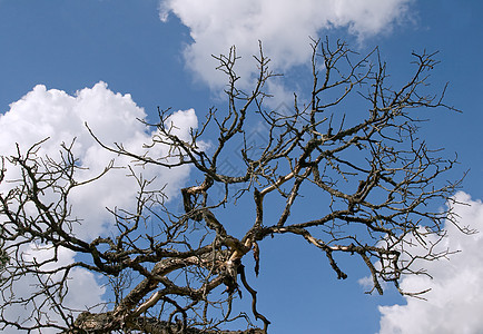 死树死亡城市蓝色生态天空分支机构黑色环境植物图片