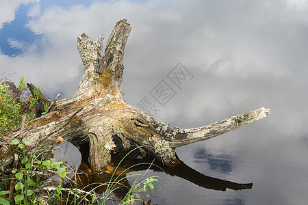 河岸上的悬崖浮木锯工死水黄色沼泽海岸线池塘阳光风化树桩图片