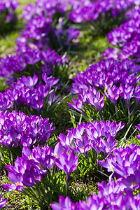 紫春花场图片