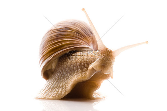 在白色背景上被孤立的动物天线臭虫害虫花园鼻涕虫蜗牛触角葡萄园螺旋田螺图片