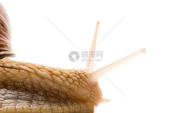 在白色背景上被孤立的动物天线臭虫花园蜗牛害虫葡萄园触角鼻涕虫田螺螺旋图片