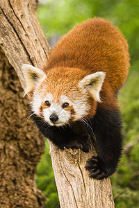 红熊猫竹子动物园火狐野生动物哺乳动物狐狸动物动物学濒危火猫图片