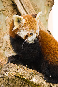 红熊猫吉祥物火狐狐狸火猫濒危竹子动物动物学动物园野生动物图片