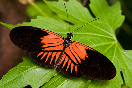 蝴蝶赫勒科尼乌斯 melpomene森林棕色叶子苍蝇装饰品植物眼睛异国宏观动物图片