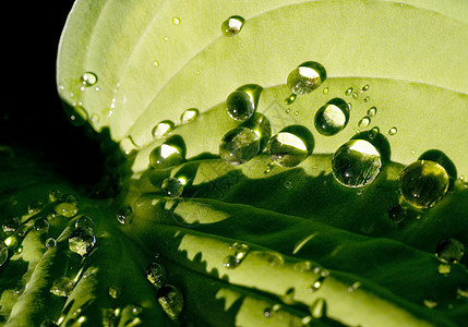 叶子带滴滴飞沫水分下雨阴影植物太阳水滴绿色宏观图片