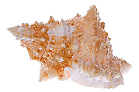 海壳壳海螺海洋动物蜗牛贝类热带背景图片