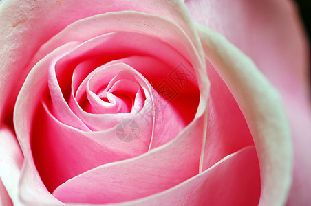 粉红玫瑰花瓣礼物陈述玫瑰花束约会疗法香味庆典婚姻念日图片