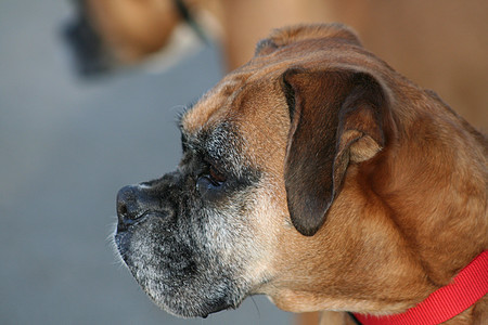 拳击犬棕色黑色衣领植物警卫拳击手公园安全森林蓝色图片