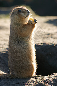 Prairiedog 站着吃饭图片