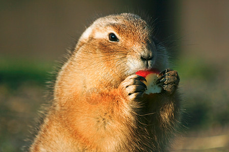 吃苹果的Prairiedog图片