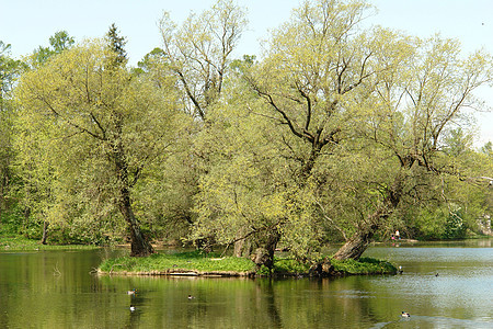 在彼得堡加特契纳湖边的宫殿公园景观树木池塘公园图片