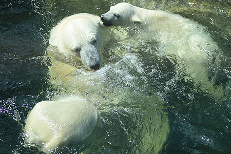 北极熊游泳野外动物捕食者动物母亲孕产野生动物幼兽图片