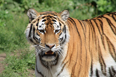 老虎条纹野外动物野生动物打猎野猫动物园动物捕食者哺乳动物图片