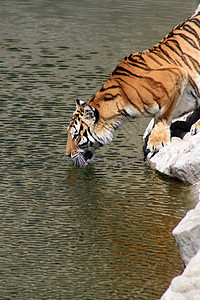 江河银行野猫捕食者动物园野生动物河岸野外动物动物打猎条纹哺乳动物图片