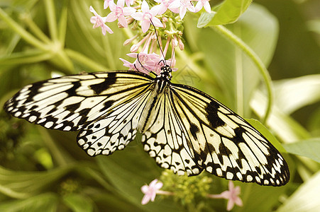 蝴蝶坐在花朵上热带黄色君主自由漏洞绿色昆虫翅膀图片