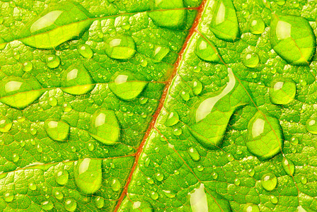 露生态花园绿色生长植物学植物群环境宏观反射植物图片