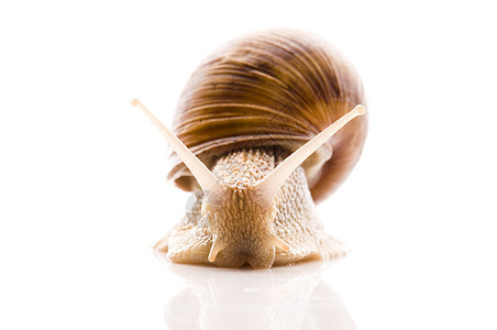 在白色背景上被孤立的动物臭虫花园天线葡萄园蜗牛触角鼻涕虫田螺害虫螺旋图片