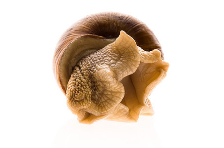 在白色背景上被孤立的动物害虫花园田螺臭虫触角蜗牛天线葡萄园螺旋鼻涕虫图片