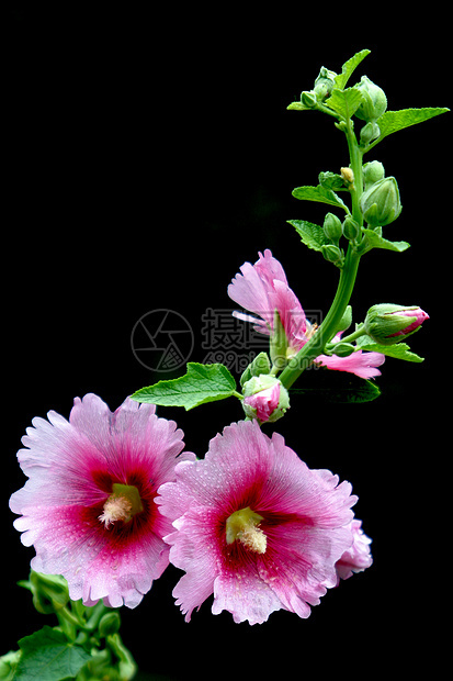 霍利霍克蛋糕花花朵红色绿色棋盘普花绿叶红花草本植物龙花图片