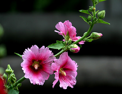 植物 鲜花 霍利霍克棋盘花朵绿叶红色绿色龙花草本植物季节花红花蛋糕花图片