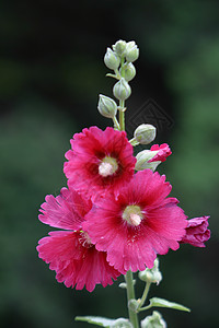 植物 鲜花 霍利霍克绿色草本植物蛋糕花绿叶龙花红花普花红色季节花棋盘图片