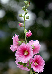 植物 鲜花 霍利霍克龙花普花蛋糕花红色棋盘绿色草本植物花朵季节花红花图片