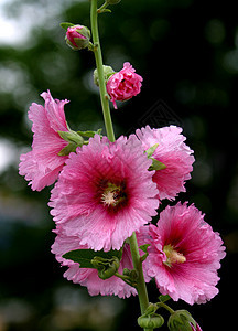 霍利霍克草本植物普花红花季节花花朵红色绿色绿叶蛋糕花棋盘图片