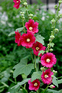 植物 鲜花 霍利霍克花朵蛋糕花季节花草本植物红色棋盘绿色绿叶红花普花图片